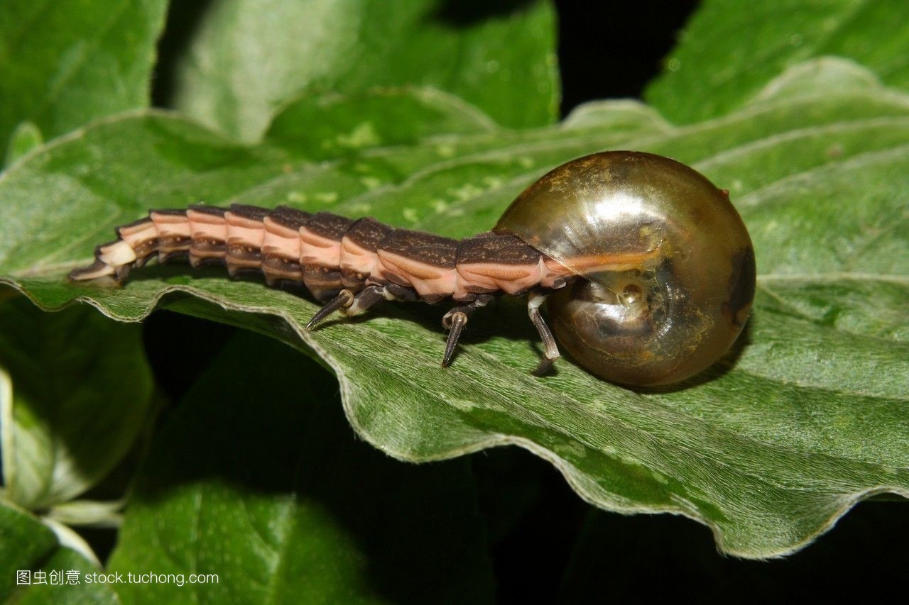 �������������Ķ���զ������ţ ���Ŀ�ǻ�Ŵ�ͼ������Ƥ����