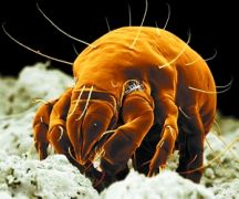 世界上牙齿最多的动物咋会是蜗牛 它的口腔放大图让你起鸡皮疙瘩