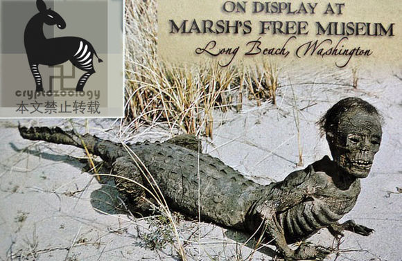 鳄鱼人杰克木乃伊是真的还是人造的 半人半鳄脸太恶心了最全图片