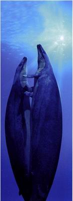 ����������ľ������Ⱦ�Ȼ���������� ���ᾨ����ôһ����������