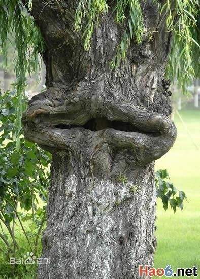 ��ֲ���ʳ��������ô���˵�����ͼƬ ʳ����������᳤�ø�����