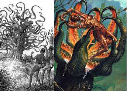 ��ֲ���ʳ��������ô���˵�����ͼƬ ʳ����������᳤�ø�����