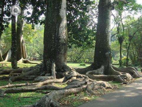 ��ֲ���ʳ��������ô���˵�����ͼƬ ʳ����������᳤�ø�����