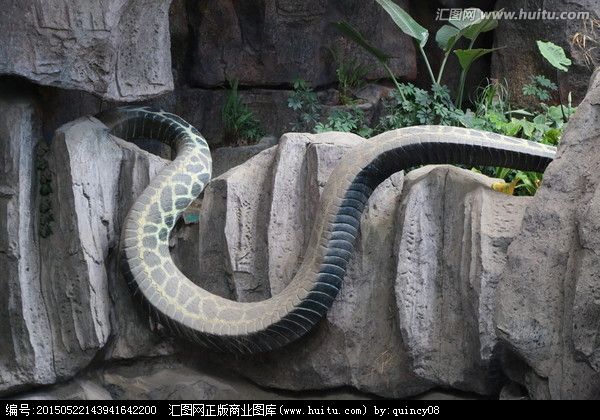 神秘巨蛇纳布nabau高清照片太恐怖了吧 真相意料之外但情理之中