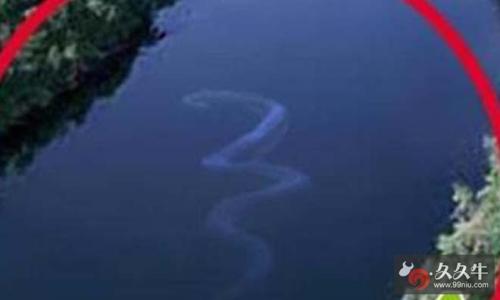 神秘巨蛇纳布nabau高清照片太恐怖了吧 真相意料之外但情理之中