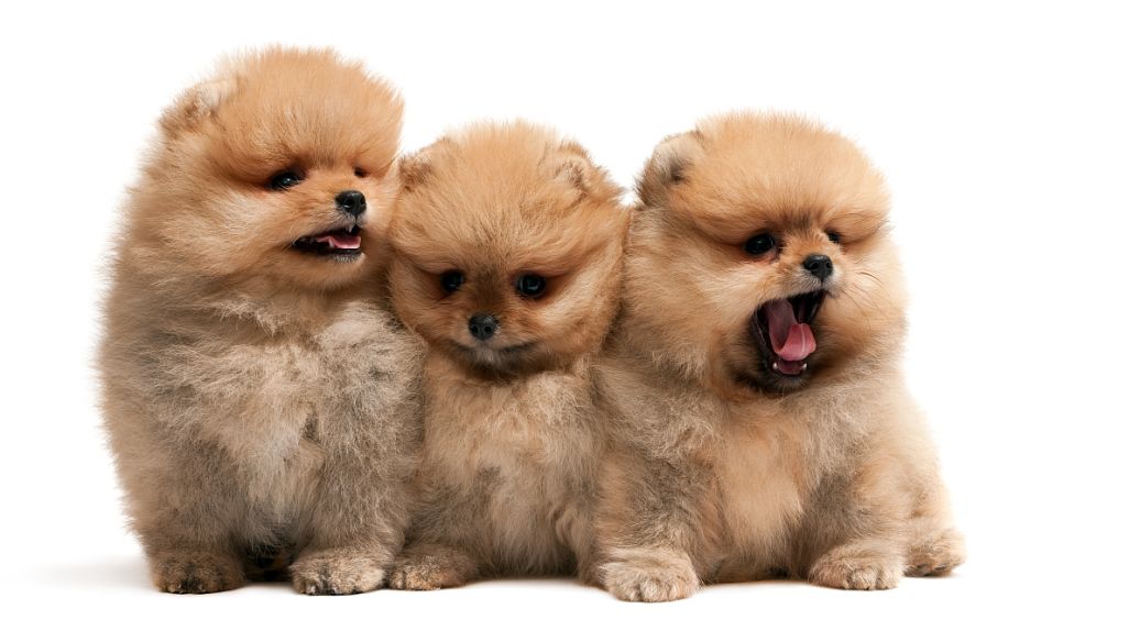 Ů���μ�����ʲôԤ���ܹ����� Ů���ε��ü�ֻ���ò���ʲô��˼