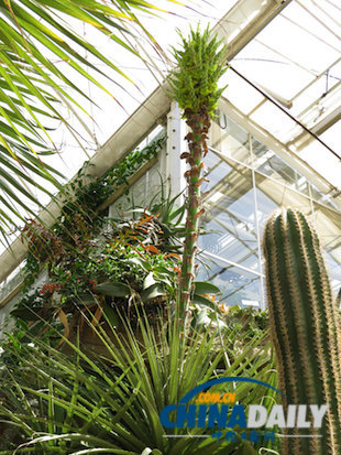 食羊树是怎么诱捕小羊吃下去全过程图片 食羊树开花的样子好诡异