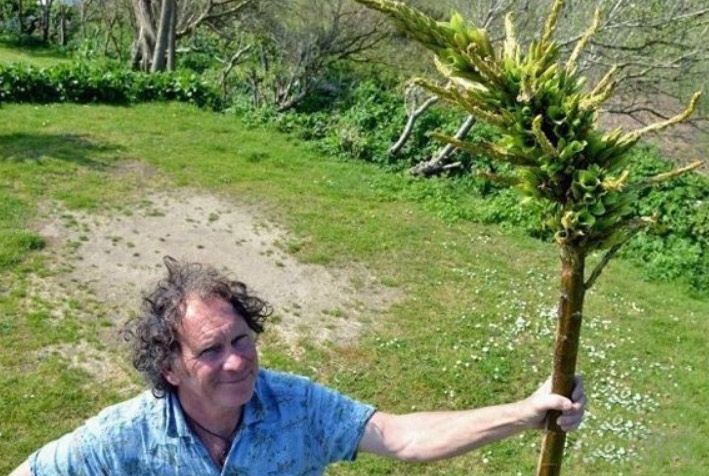 食羊树是怎么诱捕小羊吃下去全过程图片 食羊树开花的样子好诡异