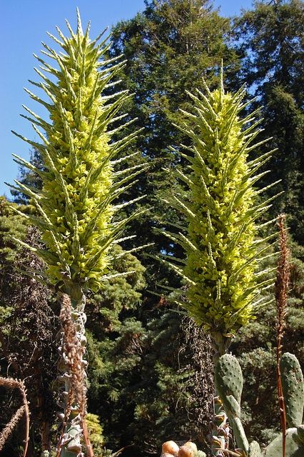 食羊树是怎么诱捕小羊吃下去全过程图片 食羊树开花的样子好诡异