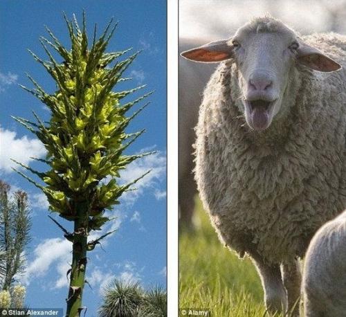 食羊树是怎么诱捕小羊吃下去全过程图片 食羊树开花的样子好诡异