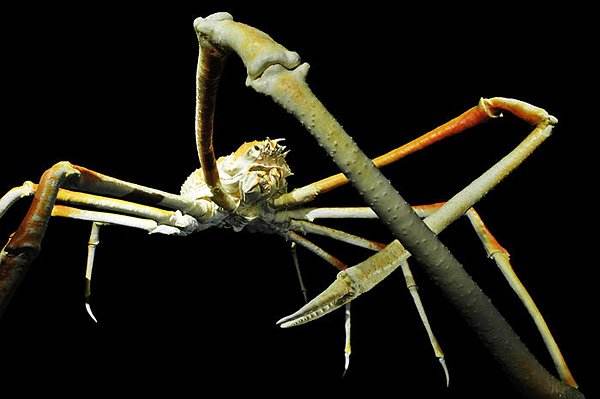 ����������з����ͺ�֩�볤�úï}��ͼ ���ǵ�����ô�Բźó�