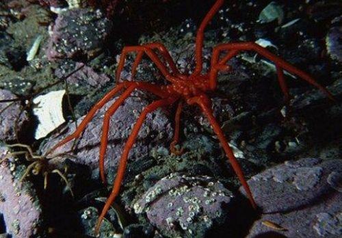 ����������з����ͺ�֩�볤�úï}��ͼ ���ǵ�����ô�Բźó�