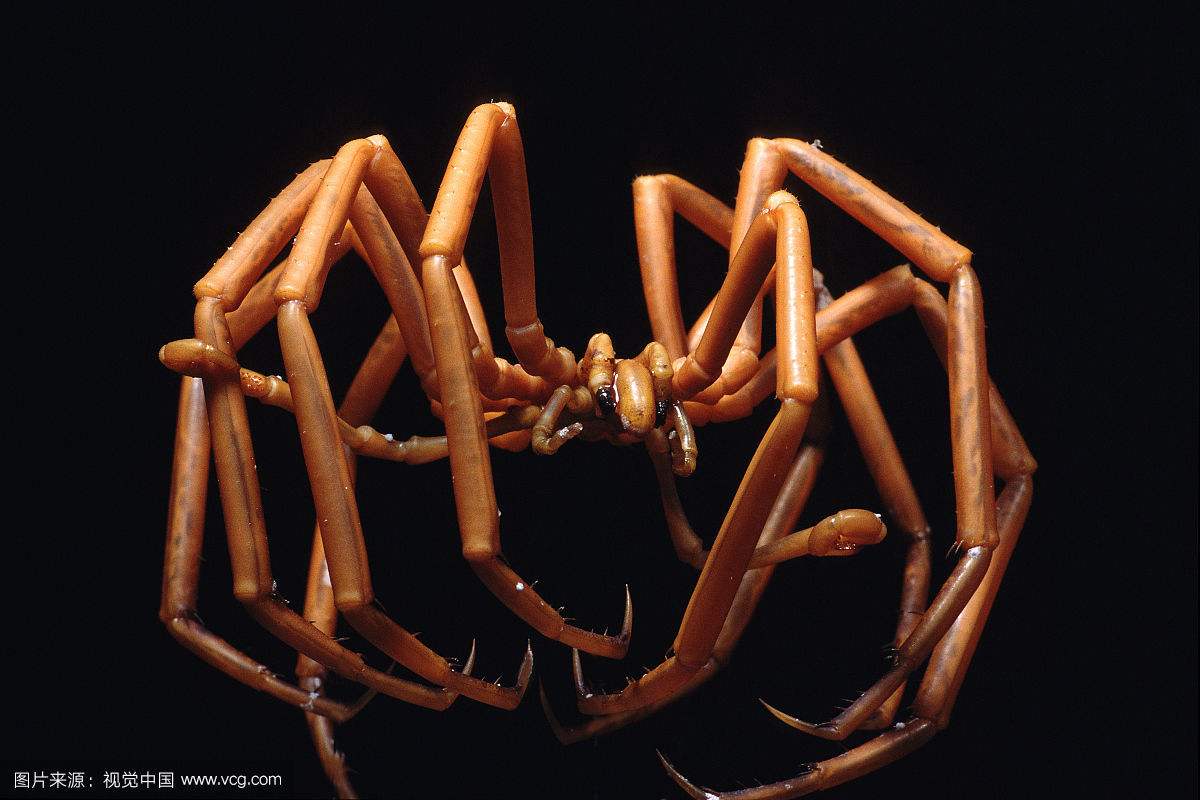 ����������з����ͺ�֩�볤�úï}��ͼ ���ǵ�����ô�Բźó�