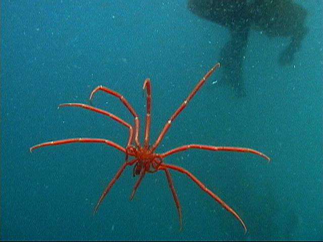 ����������з����ͺ�֩�볤�úï}��ͼ ���ǵ�����ô�Բźó�