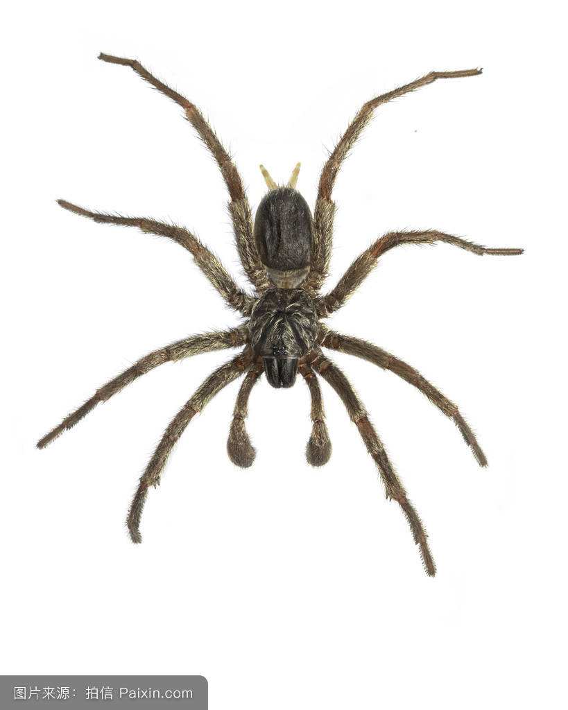 ��������������֩��©����֩���ɫ��������ͼ �����Ӿ�Ȼ������