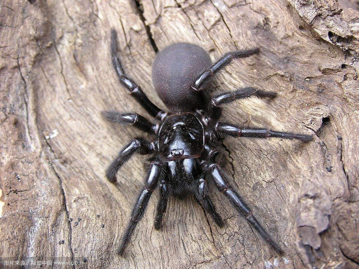 ��������������֩��©����֩���ɫ��������ͼ �����Ӿ�Ȼ������