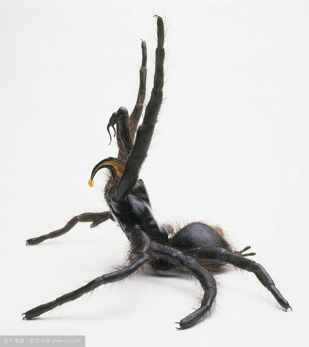 ��������������֩��©����֩���ɫ��������ͼ �����Ӿ�Ȼ������