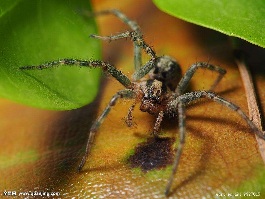 ��������������֩��©����֩���ɫ��������ͼ �����Ӿ�Ȼ������