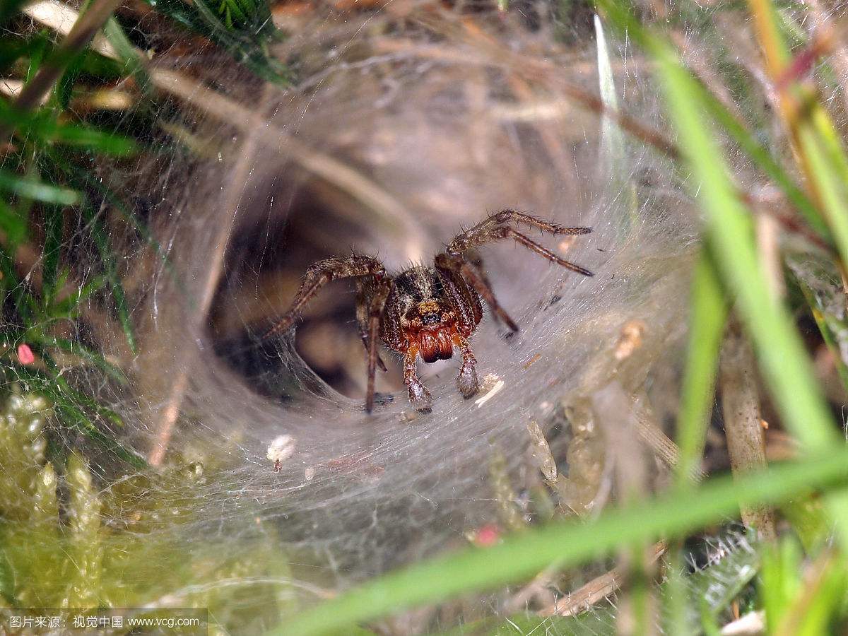 ��������������֩��©����֩���ɫ��������ͼ �����Ӿ�Ȼ������