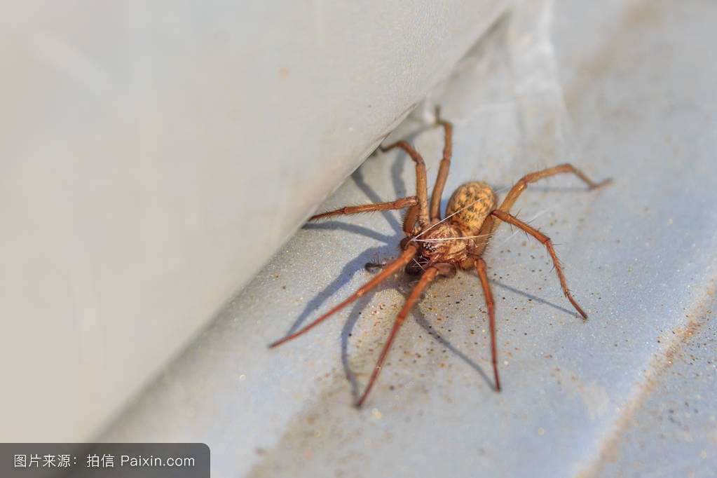 ������ʮ���֩���������� ÿһ�ֶ�������������η�ĺ�������