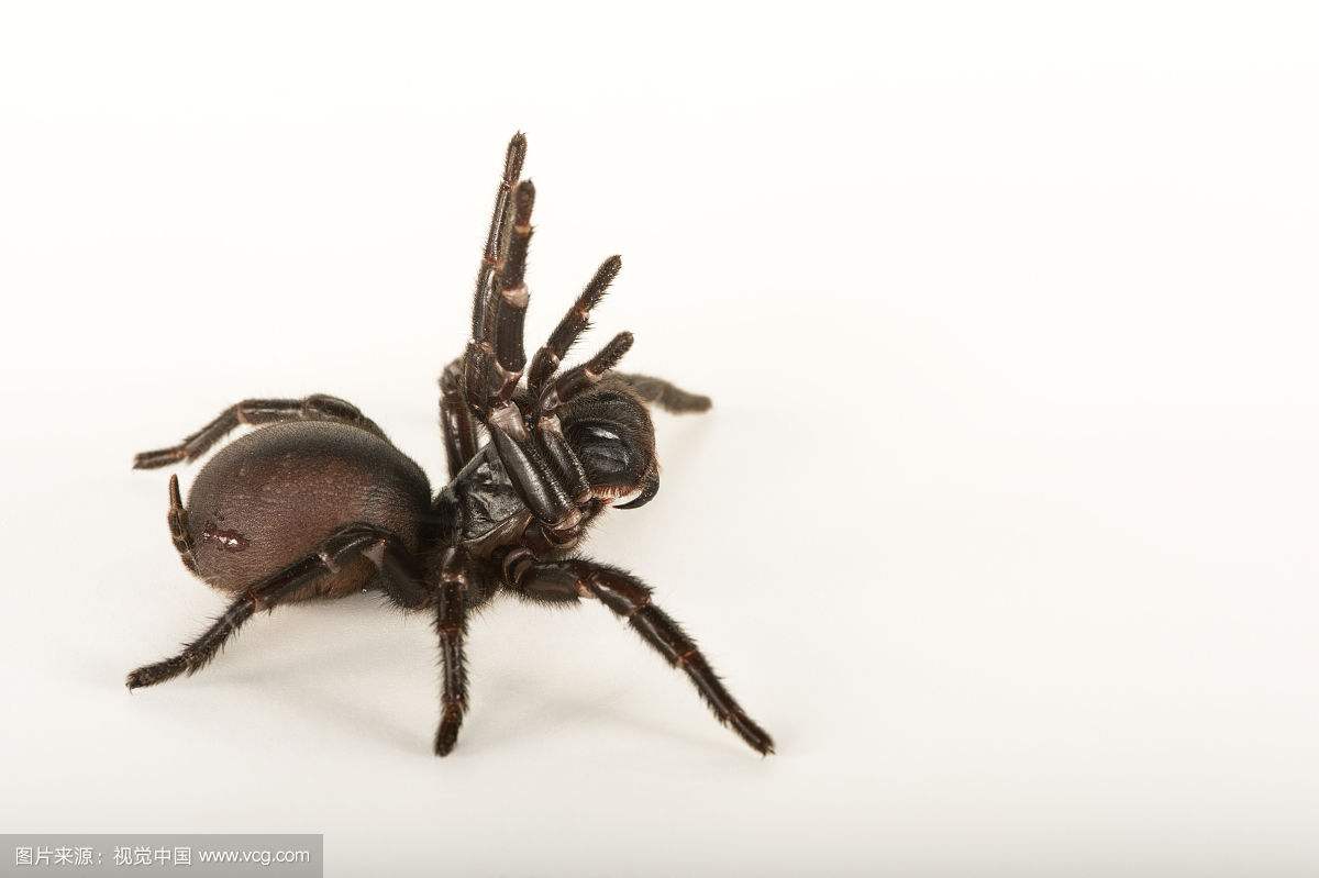 ������ʮ���֩���������� ÿһ�ֶ�������������η�ĺ�������