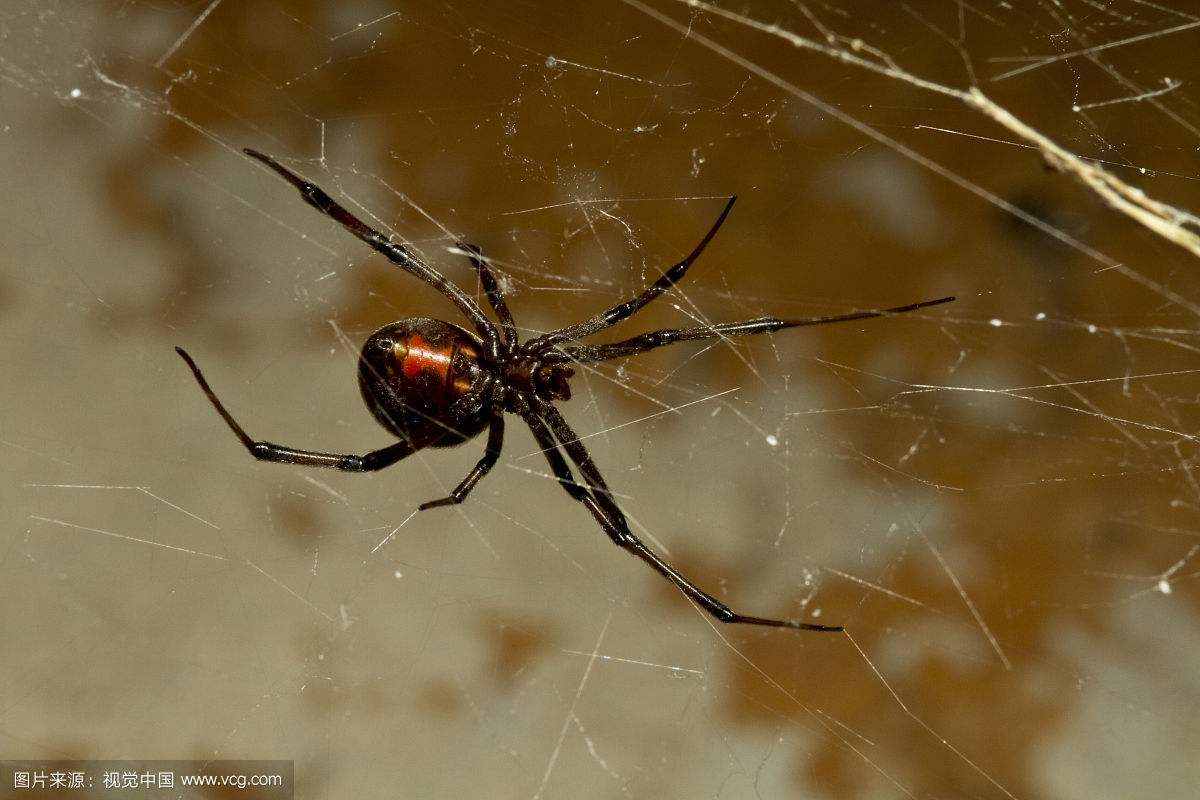 ������ʮ���֩���������� ÿһ�ֶ�������������η�ĺ�������