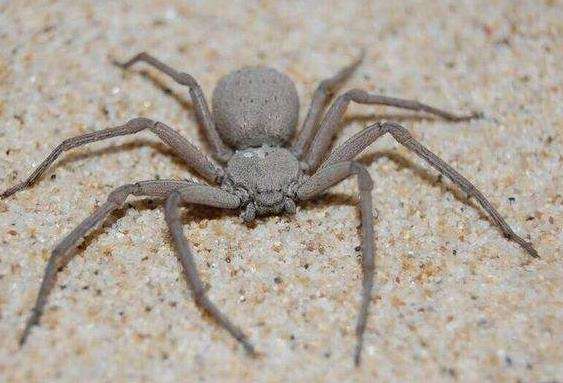 ������ʮ���֩���������� ÿһ�ֶ�������������η�ĺ�������