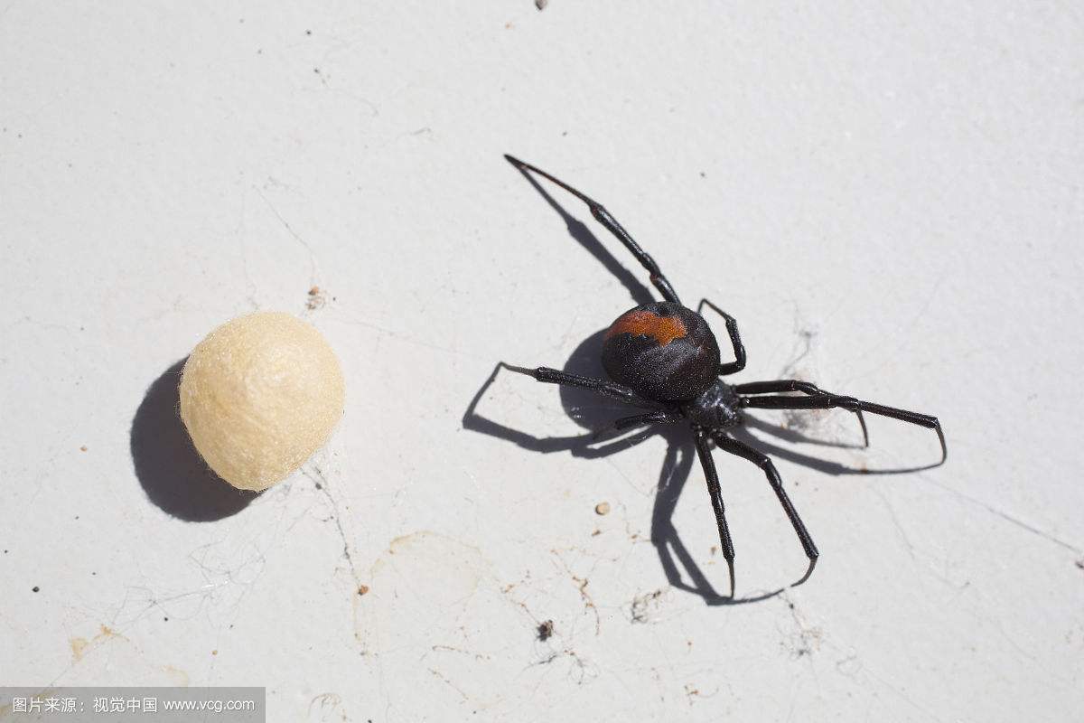 ������ʮ���֩���������� ÿһ�ֶ�������������η�ĺ�������