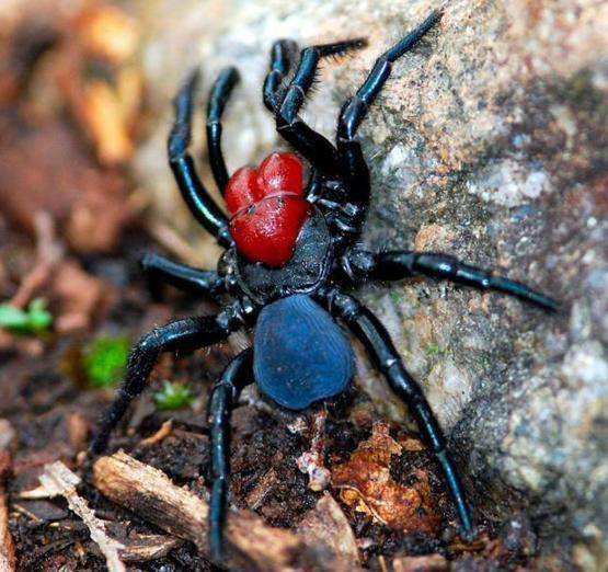 世界上最吓人的蜘蛛图片