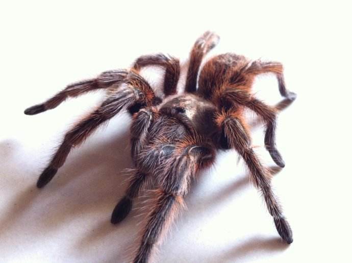 ������ʮ���֩���������� ÿһ�ֶ�������������η�ĺ�������