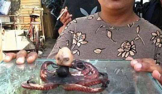印尼章鱼人好渗人有眼睛还有胸部 被下锅煮还会发出诡异婴儿哭声
