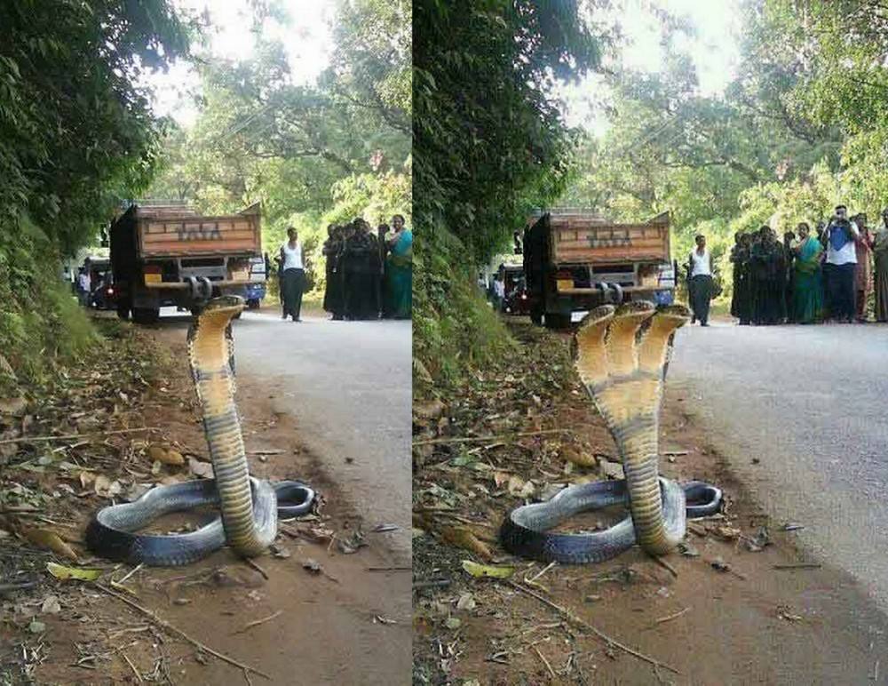 五台山三头蛇图片是真的吗太诡异了 看见三头蛇要小心有血光之灾