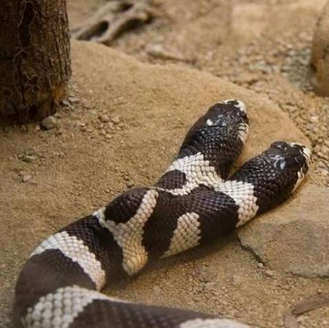 ��̨ɽ��ͷ��ͼƬ�������̫������ ������ͷ��ҪС����Ѫ��֮��