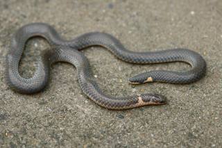 五台山三头蛇图片是真的吗太诡异了 看见三头蛇要