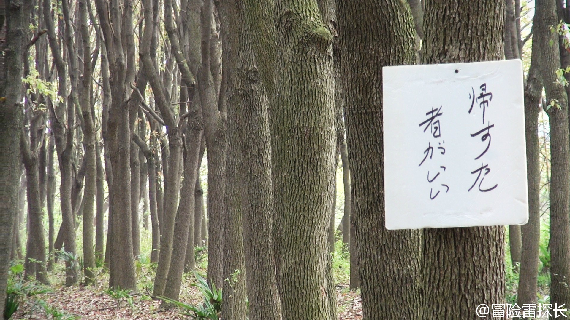 ��ľԭ����ʬ��ͼƬ�������������¼� ����������������������