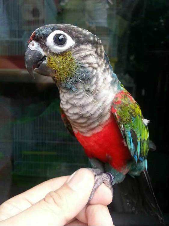 世界上体型最小的鹦鹉小太阳鹦鹉 脾气超暴躁一言不合就掐还很吵