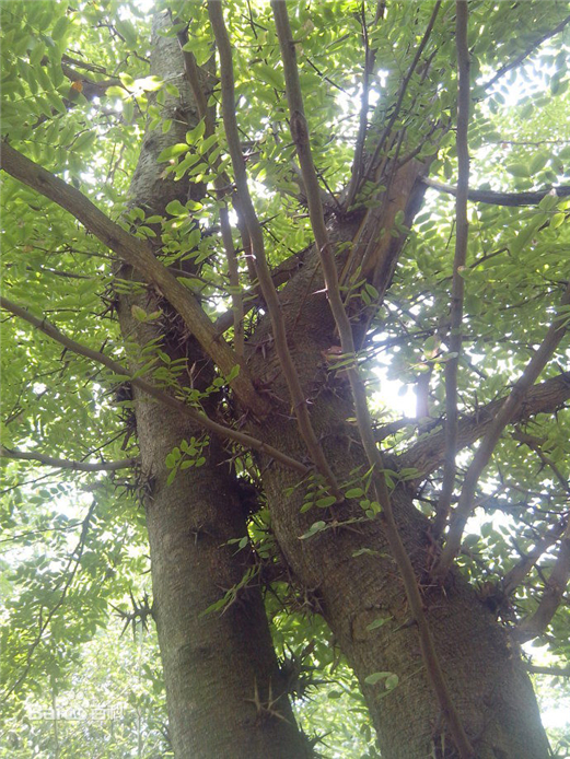 ����ľ������ľ��ô������а ������ǧ�꽵��ľͼƬ�������˳���