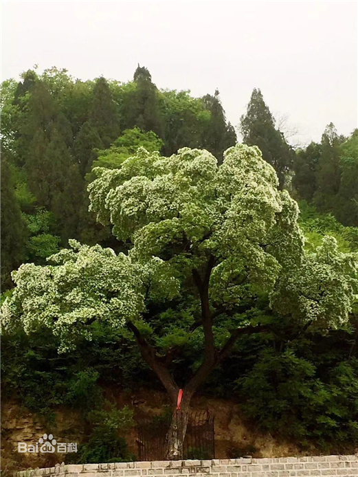 "神木"降龙木怎么用来辟邪 真正的千年降龙木图片真能让人长寿