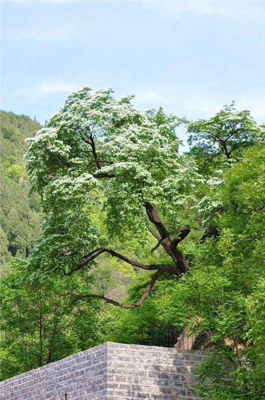 ����ľ������ľ��ô������а ������ǧ�꽵��ľͼƬ�������˳���