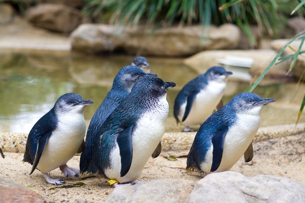 世界上最小的企鹅小蓝企鹅 长得太