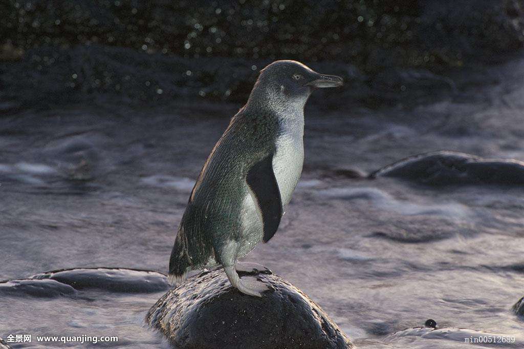 通过叫声找到自己的丈夫,并吐出储存在胃里的食物来喂食小企鹅