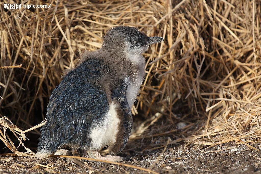 ��������С�����С����� ����̫Q����������Щ���ڲ�ͬ���ص�