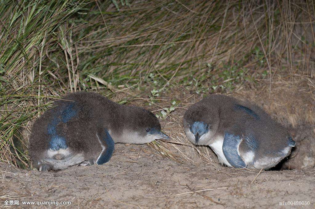 ��������С�����С����� ����̫Q����������Щ���ڲ�ͬ���ص�