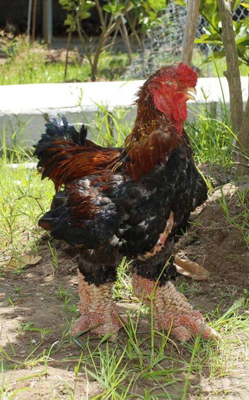 ���������ļ��������а� ��Щ���ļ�����������ƾɶֵ�����