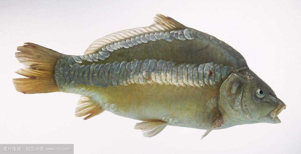 镜子鱼到底是怎样的鱼真能倒影吗 镜子鱼三道鳞千万不能吃怎么说