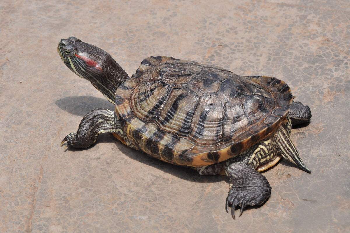 �������������Ƕ����� ��ô��������������������䳤��õ�