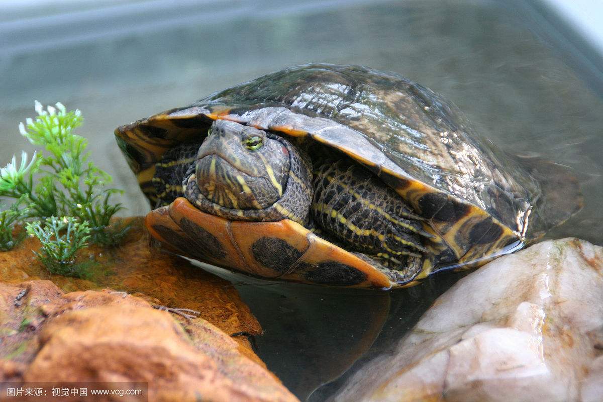 饲养者要根据巴西龟对生活环境的需求来进行针对性的饲养和管理.