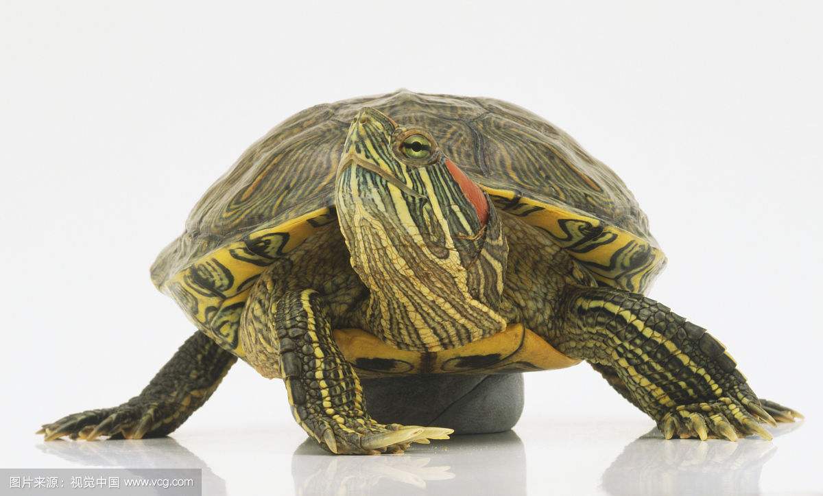 巴西龟的寿命最长是多少年 怎么养巴西龟才能让它寿命变长活久点