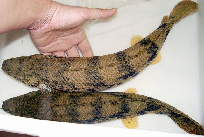 全球最漂亮的恐龙鱼--虎纹恐龙王鱼到底多凶 为什么没人养恐龙鱼