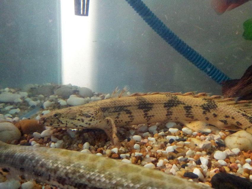 ȫ����Ư���Ŀ�����--���ƿ������㵽�׶��� Ϊʲôû����������